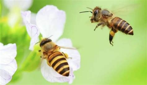 蜜蜂筑巢风水|慈世堂：蜜蜂入宅的风水意义及风水禁忌！